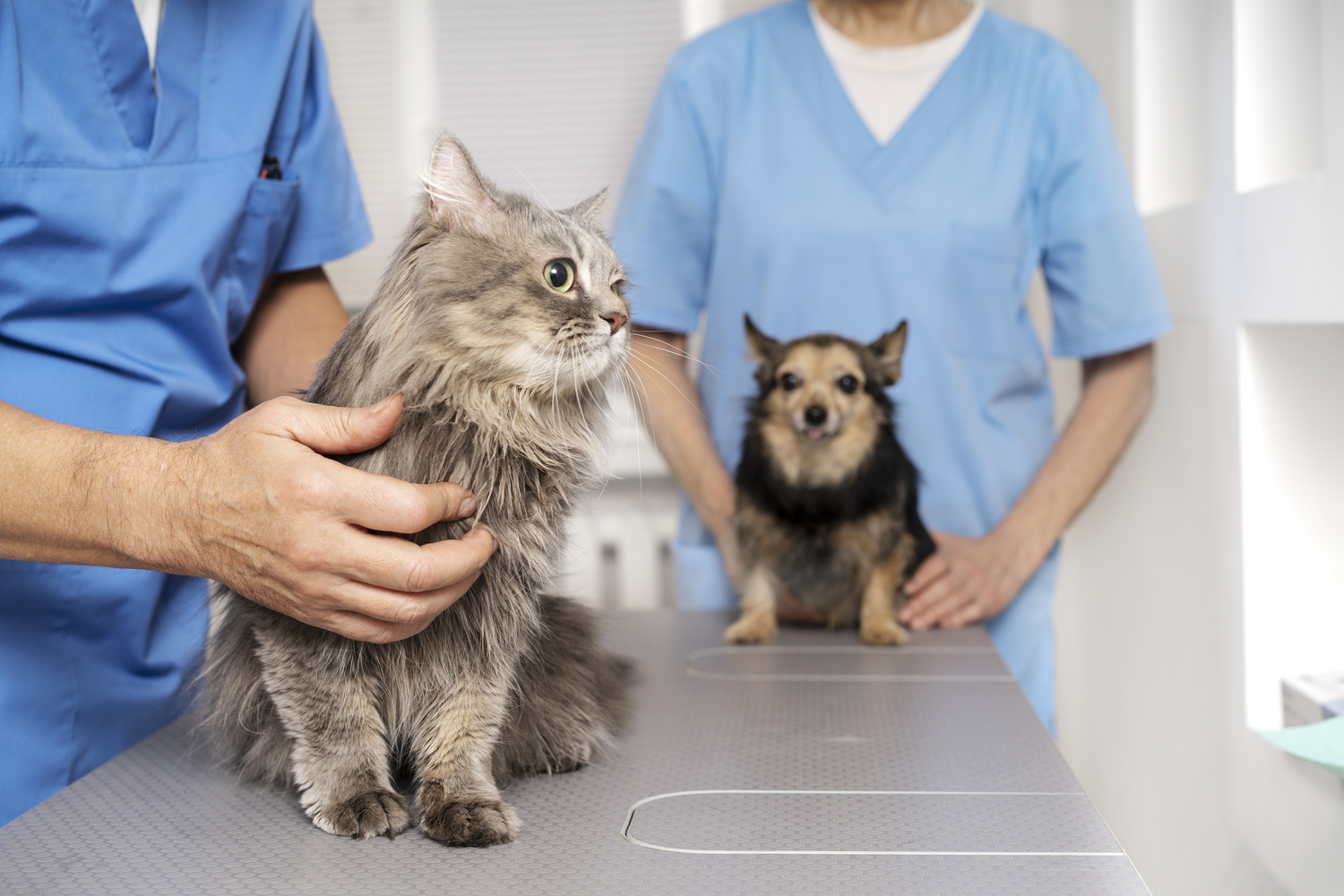 Pet Clinics in Bandung