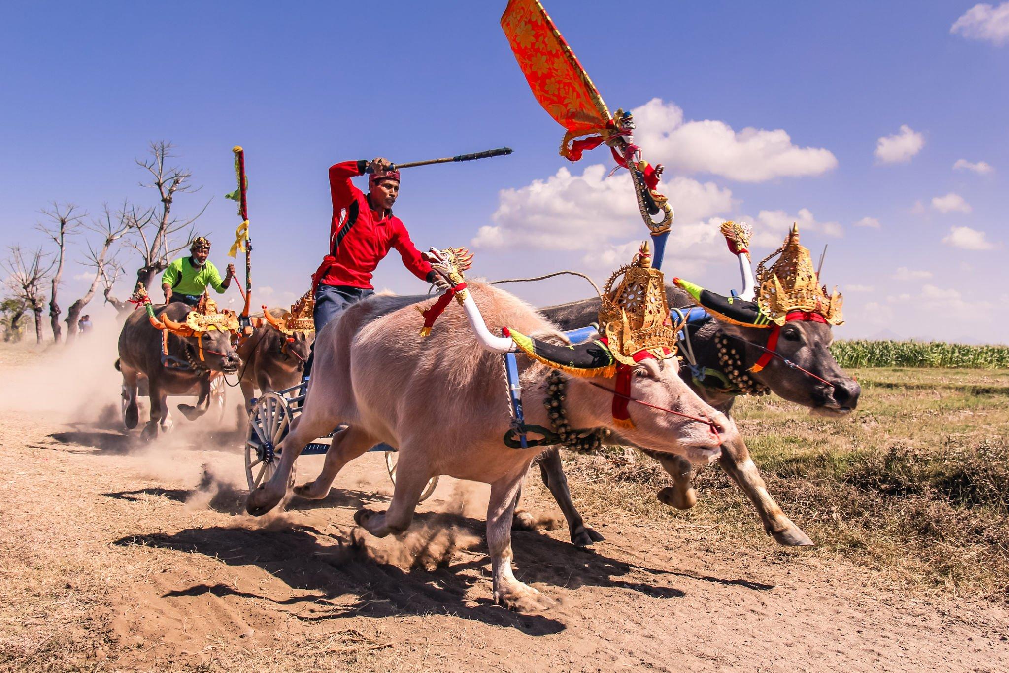 Bovine Grand Prix: The Thrilling History of 'Makepung' Ceremony