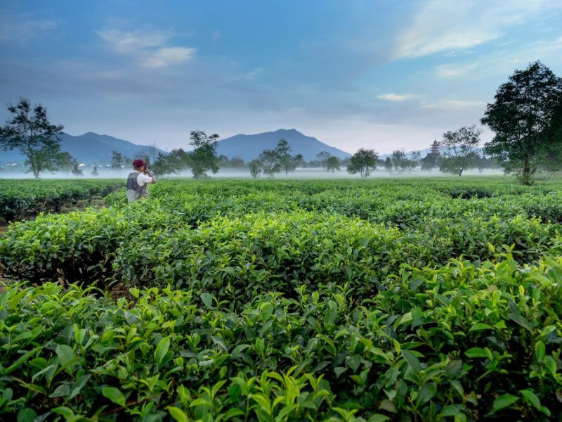 East java tea plantation