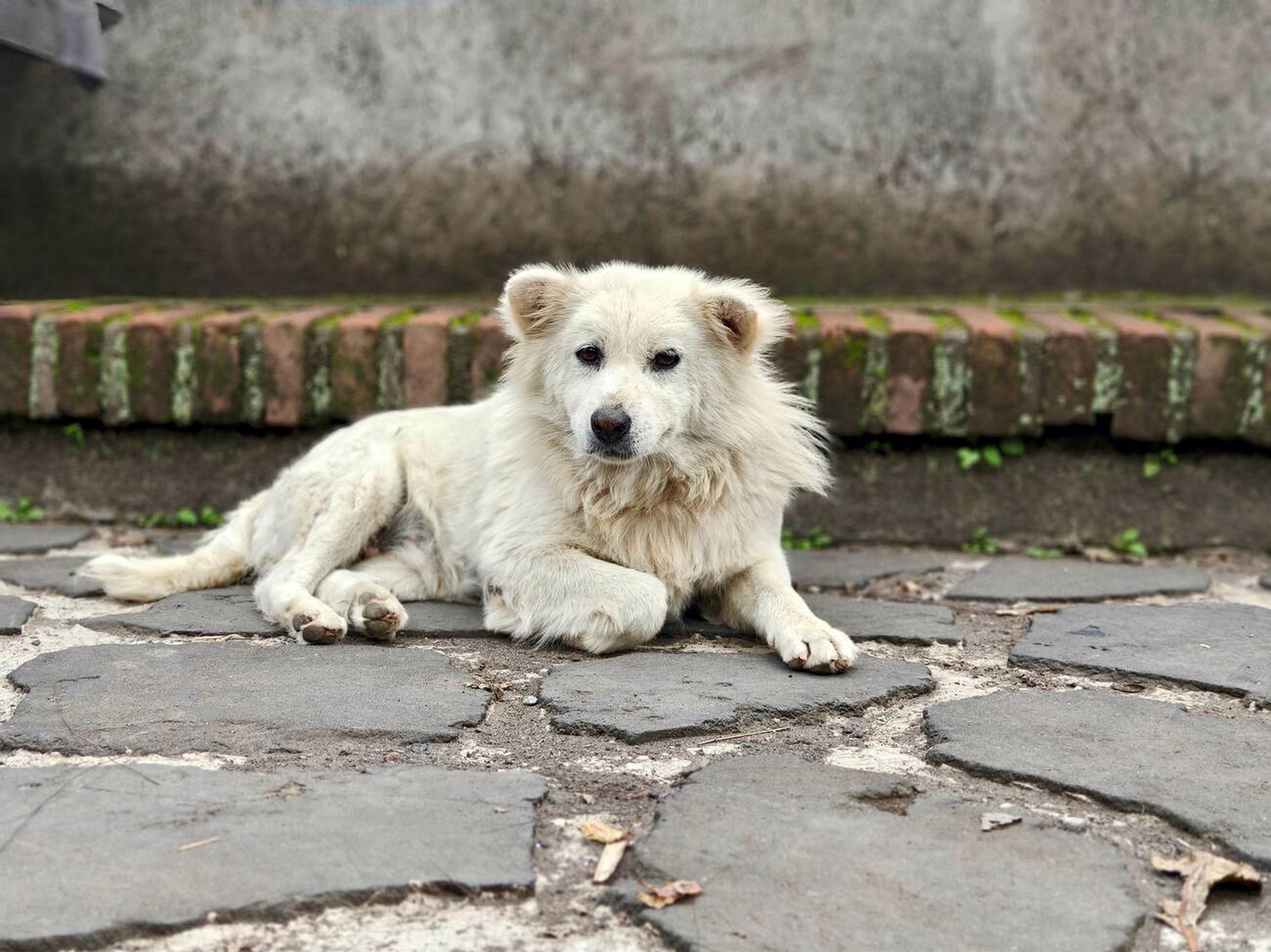 Fluffy Island Guardian: The History Behind Bali's Kintamani Dog Breed