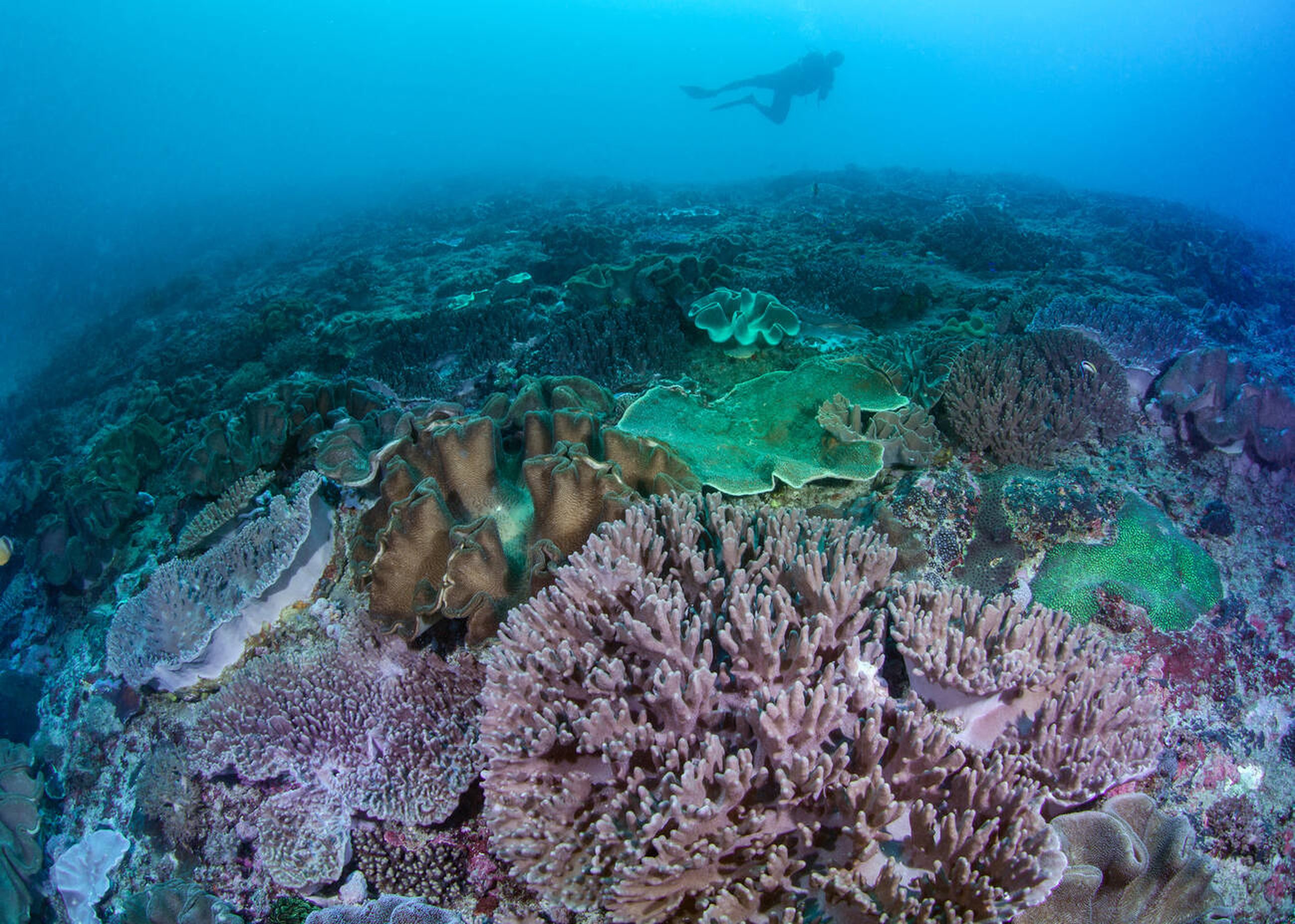 Has the World’s Largest Coral Colony Been Discovered in Bali?