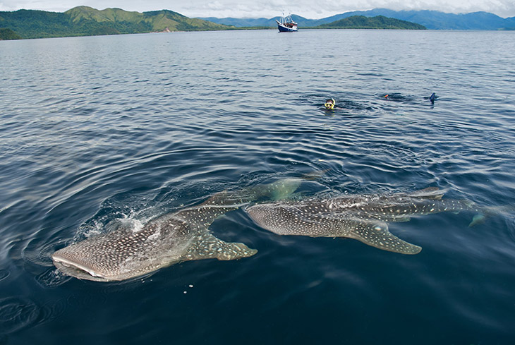 Where to Find Whale Sharks in Indonesia