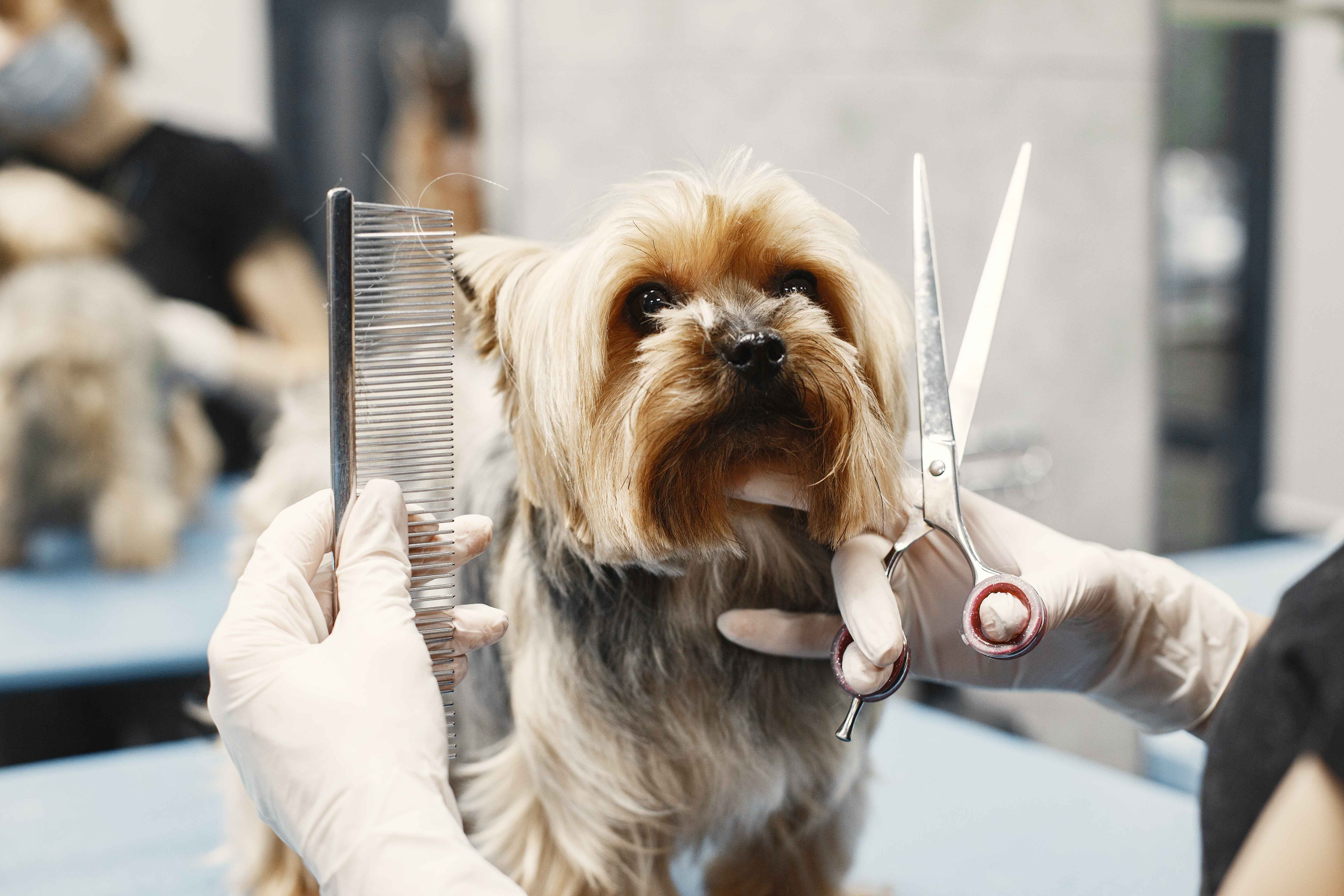 Best Pet Shop & Grooming Places in Surabaya