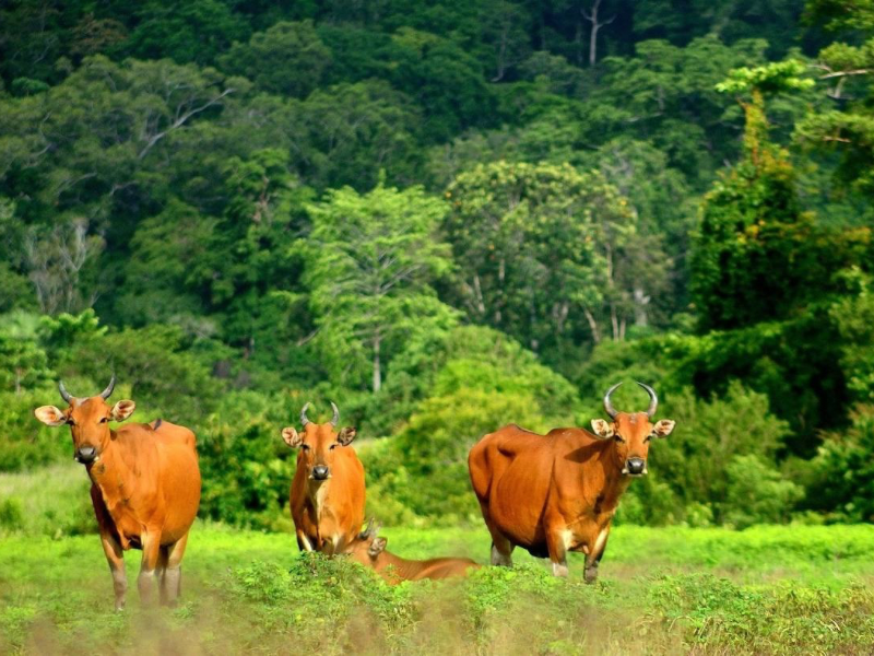 Wildlife in Alas Purwo