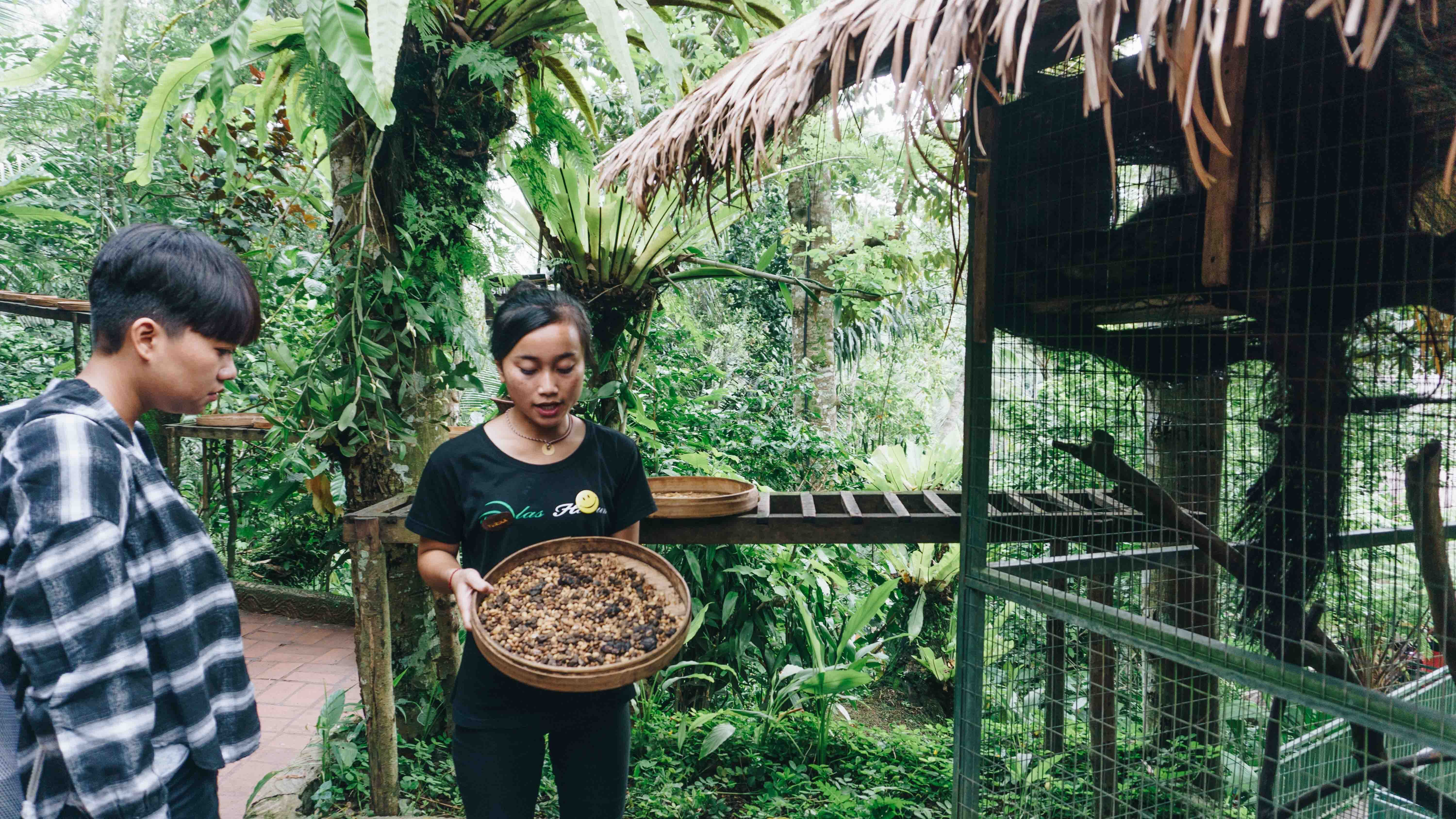 Coffee Plantation Alas Harum