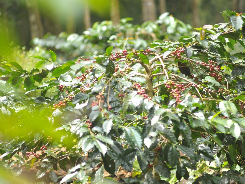 Coffee Plantation at Bondowoso