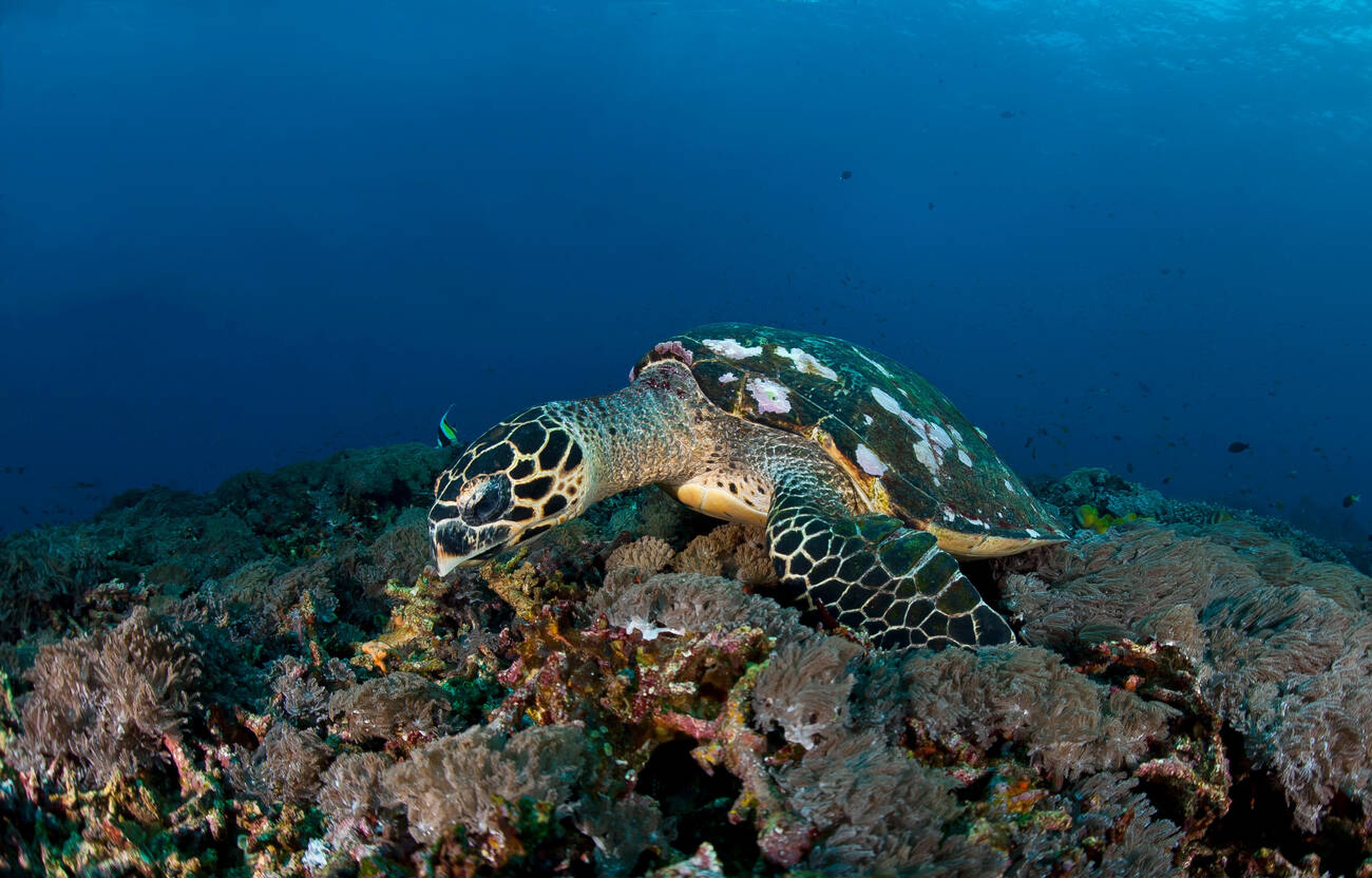 World Largest Coral Colony Discovered in Bali 4