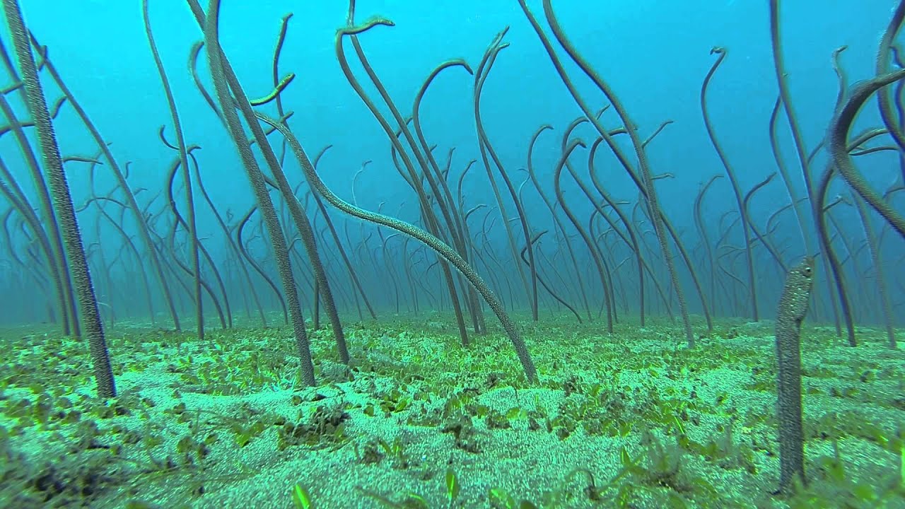 Eels Garden