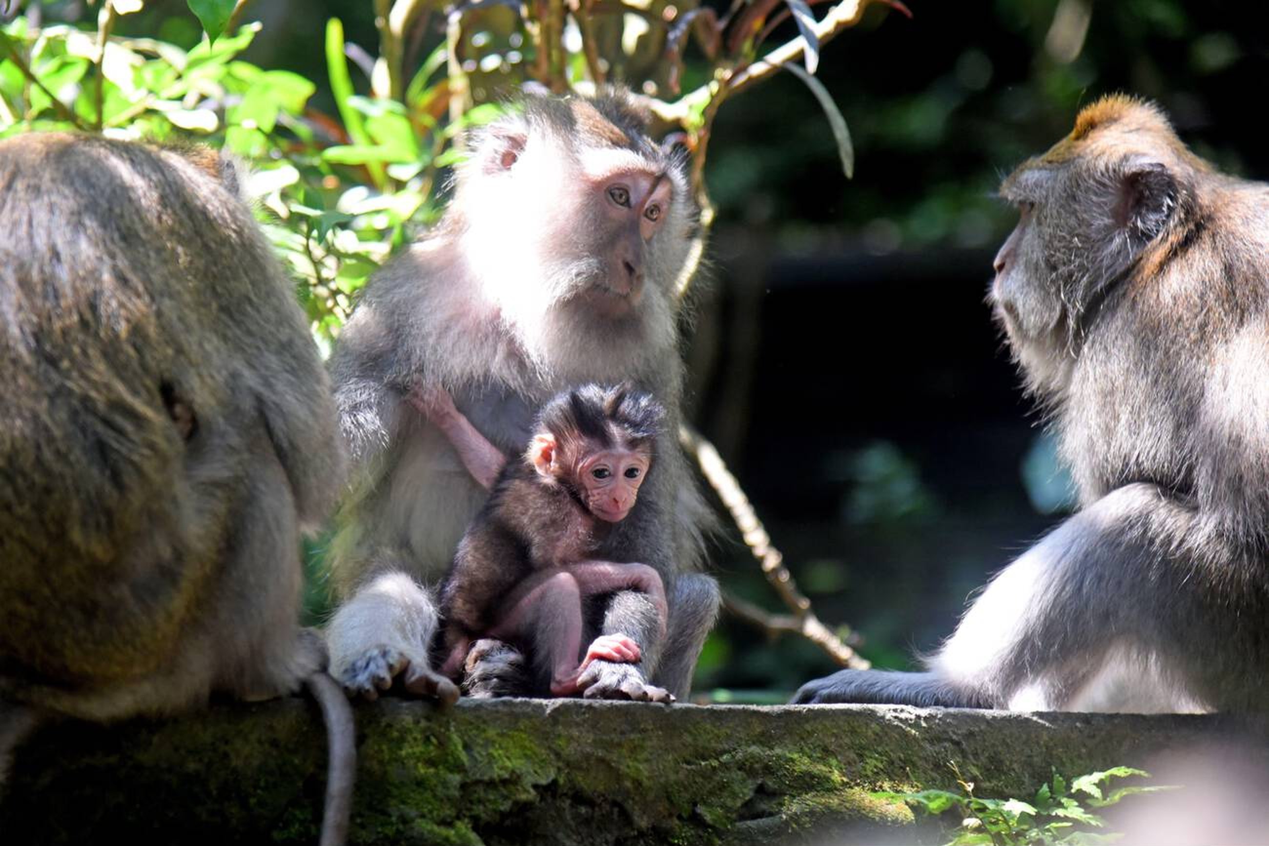 Family of Monkeys at Alas Kedaton