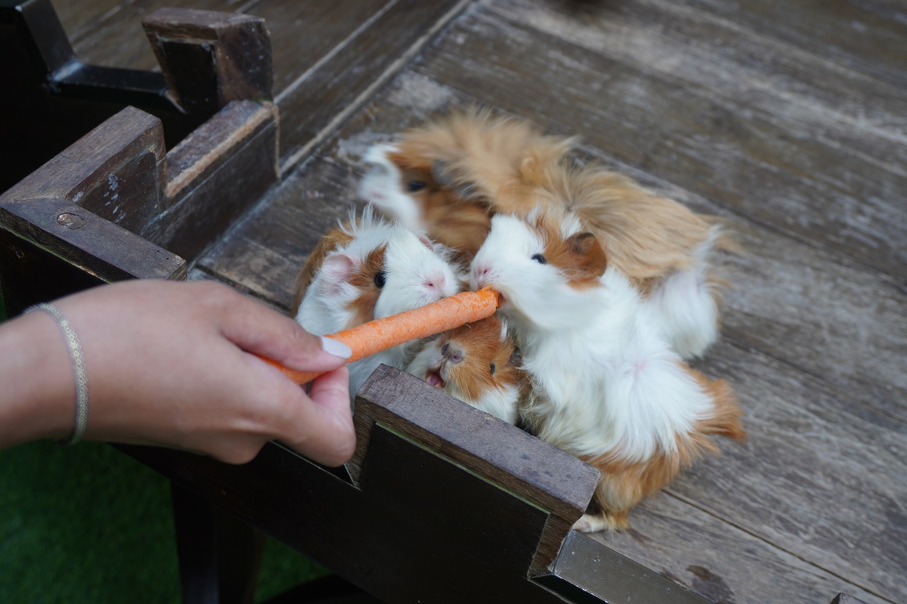 Feeding Guinea Pigs