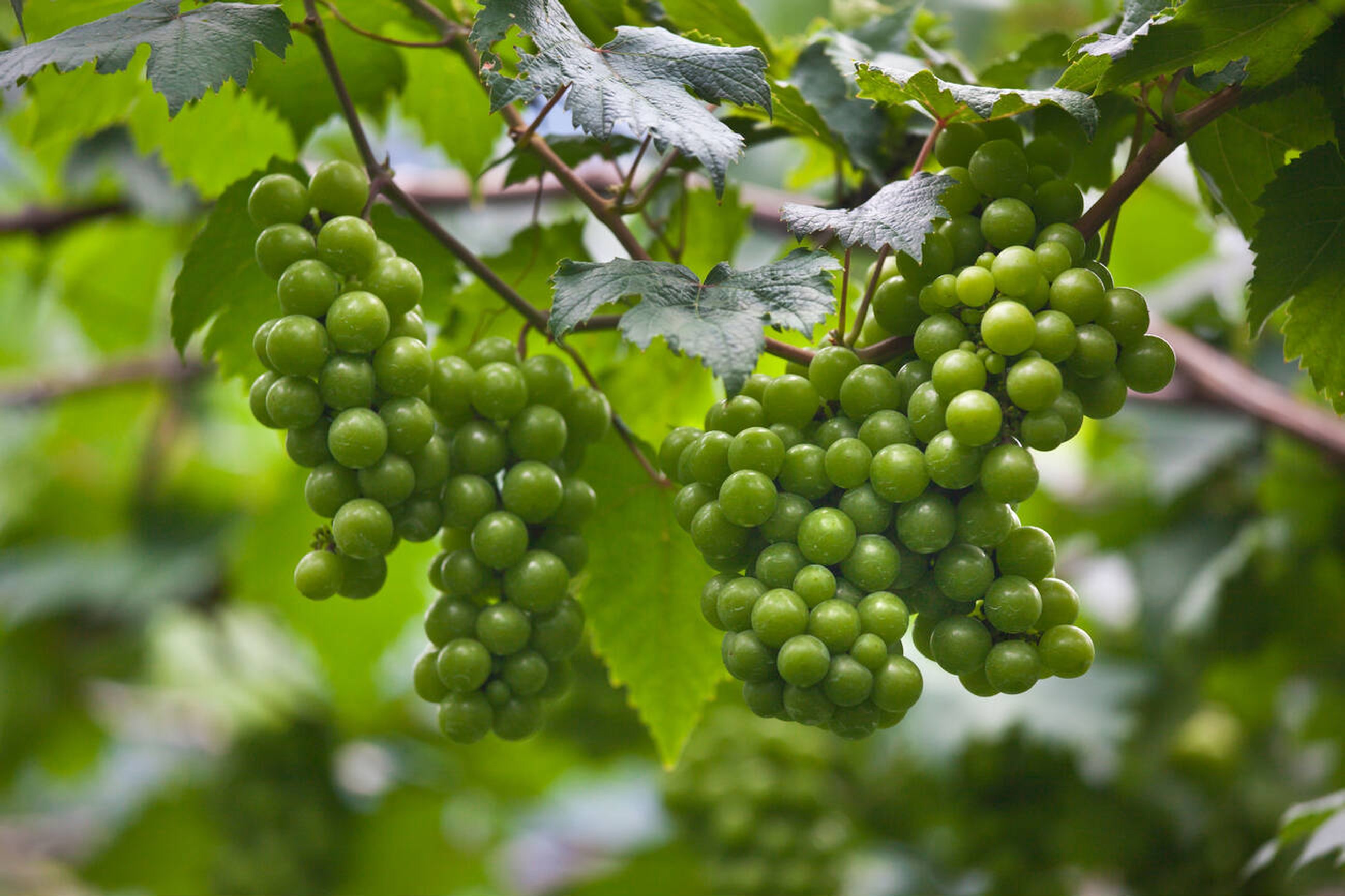 Green Grape in Bali Vineyard in Pemuteran Village