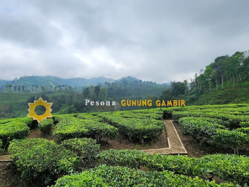 Gunung gambir tea plantation