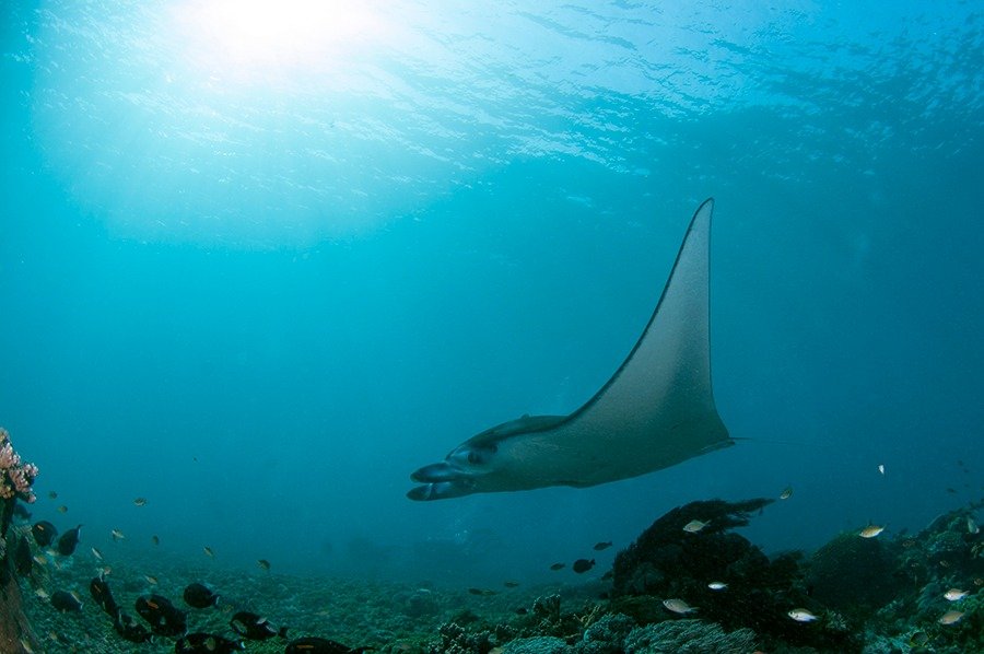 Pulau Komodo photo by Hendra Tan