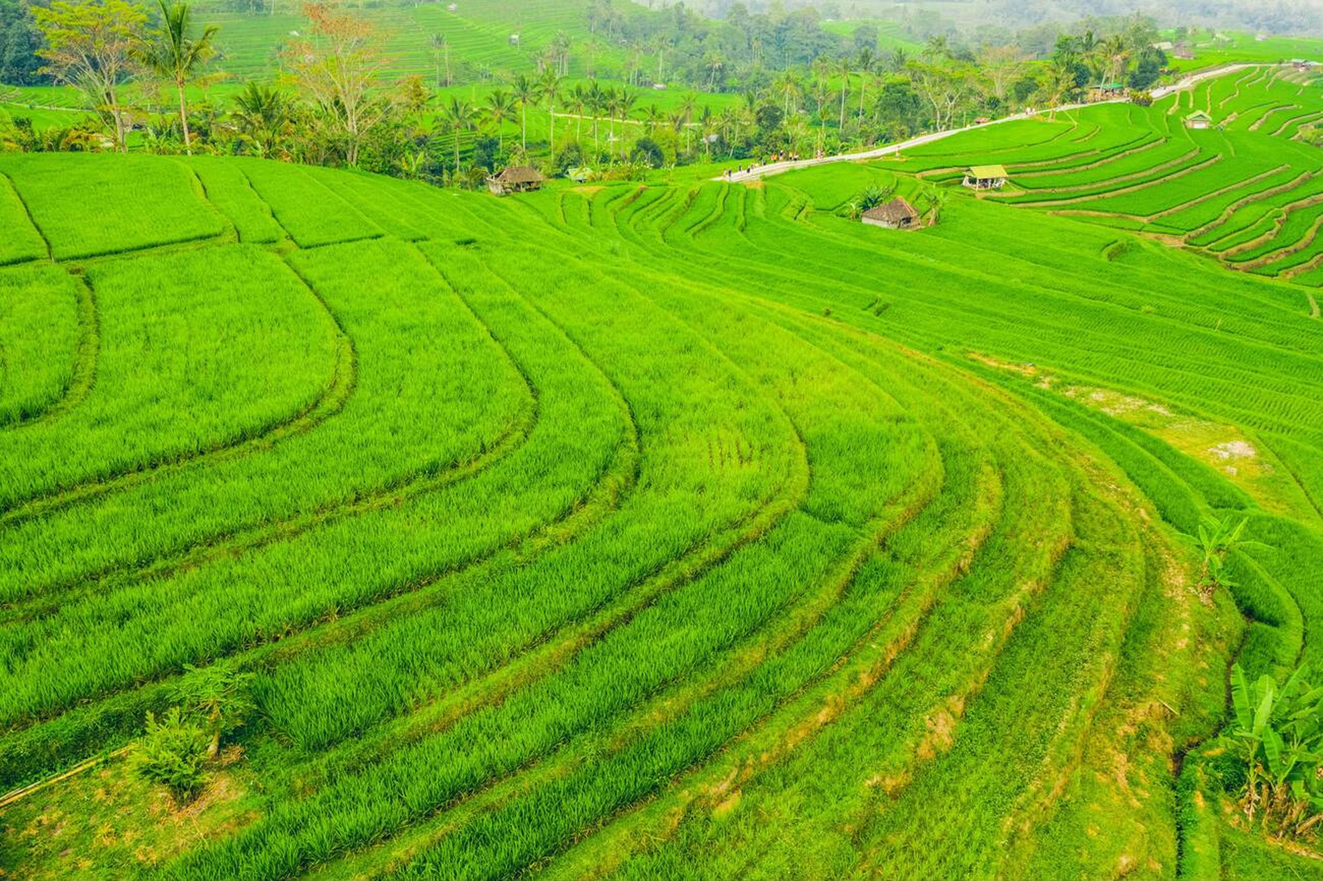 Jatiluwih Rice Terrace Best Heritage Tabanan