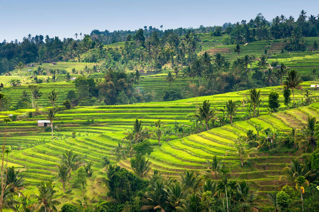 Jatiluwih Rice Terrace Bali