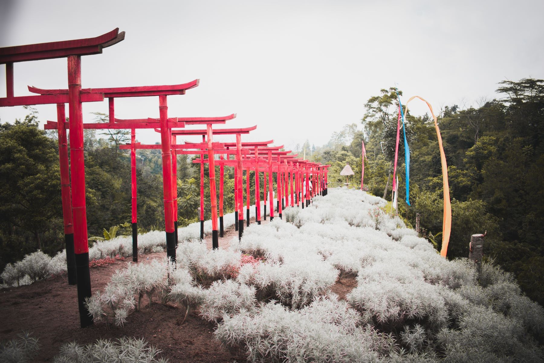 Kasna Flower Field Bali Best Hidden Getaway