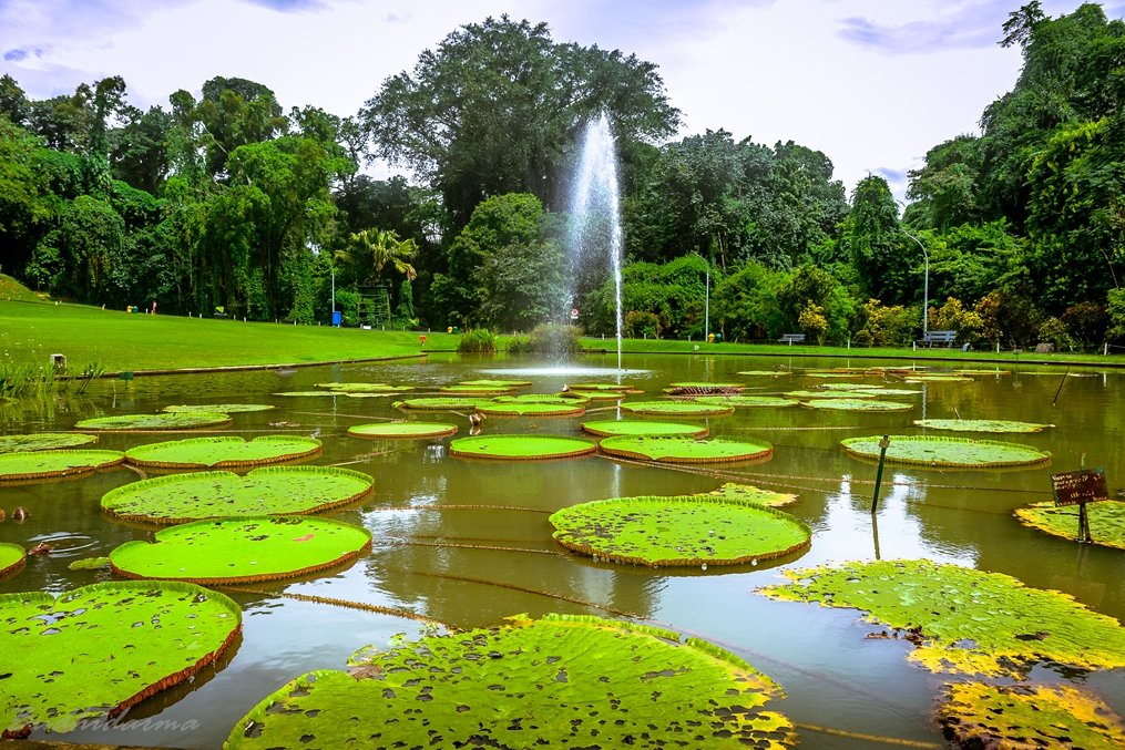 Bogor Botanical Garden