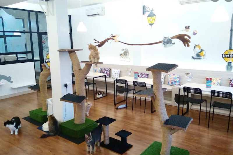 Kopi Cat Cafe by Groovy 