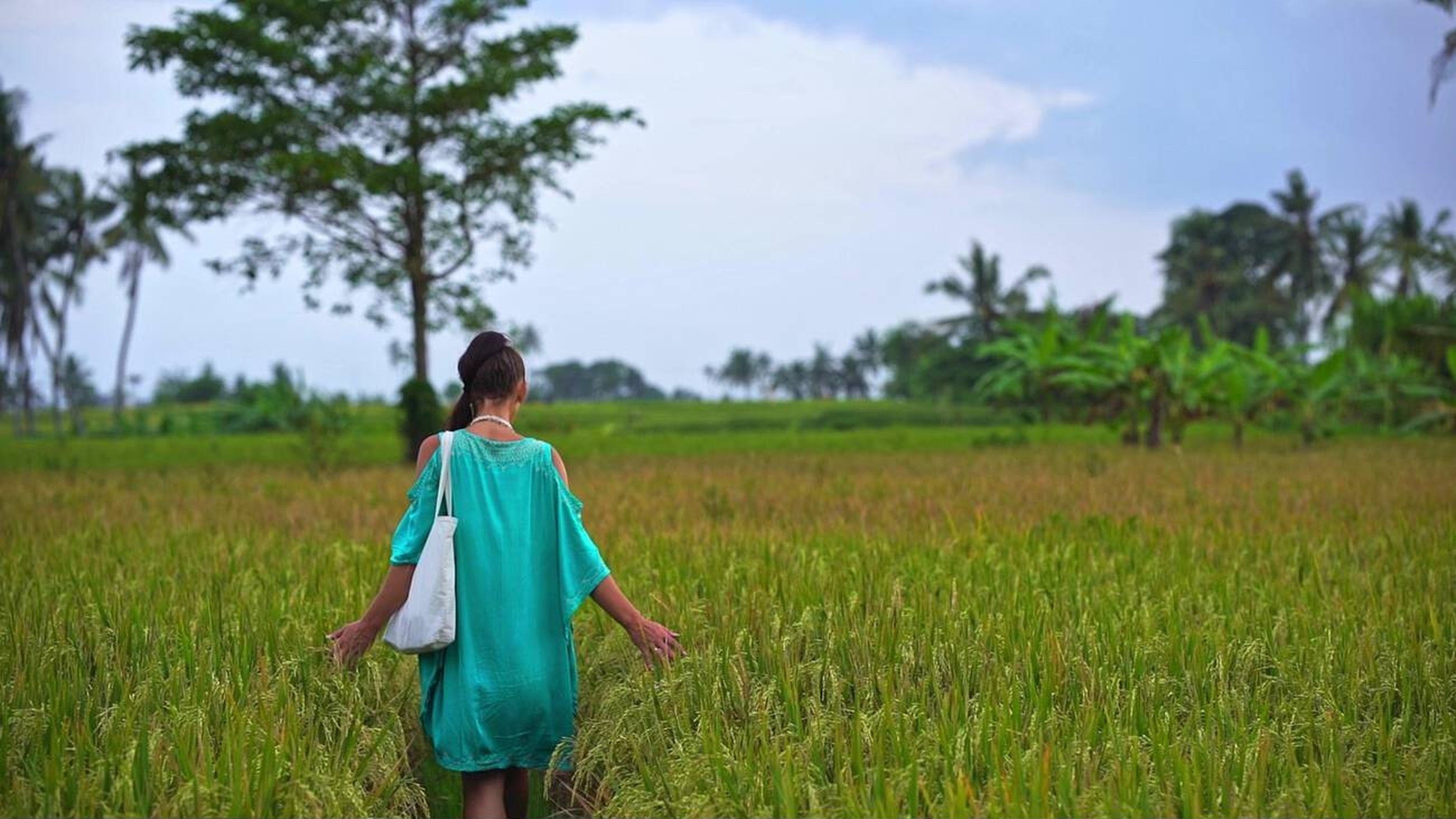 Lush Rice Field in Munggu