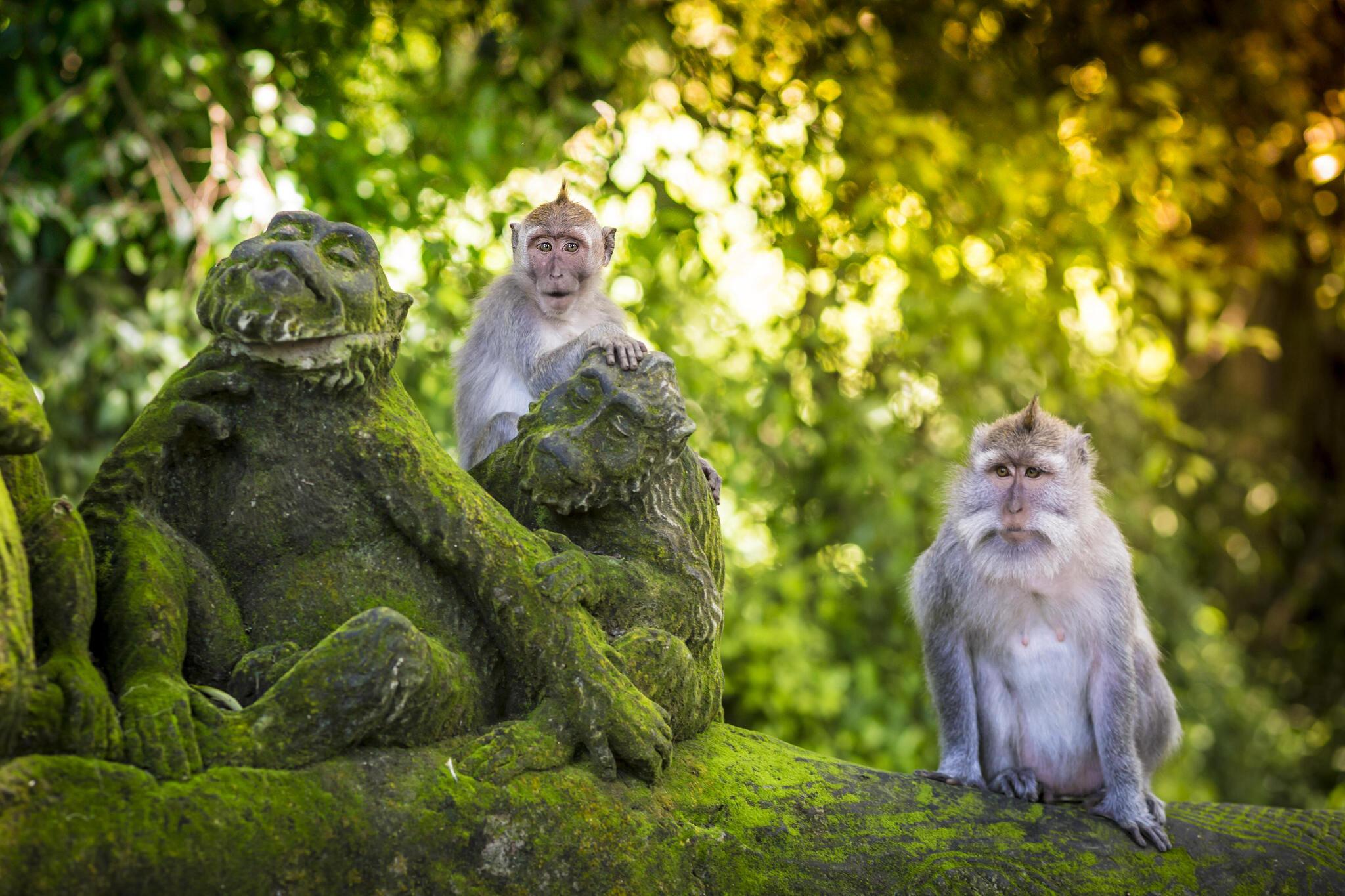 Monkey Forest