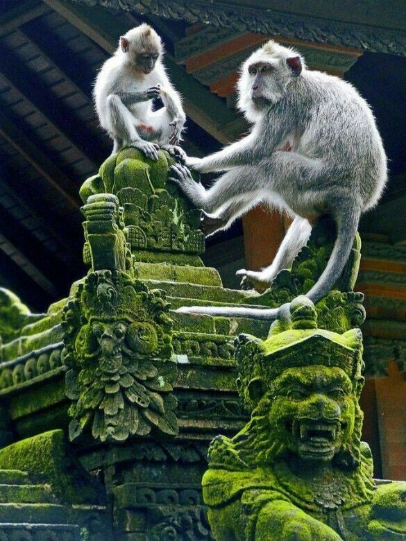 Monkey Forest Ubud