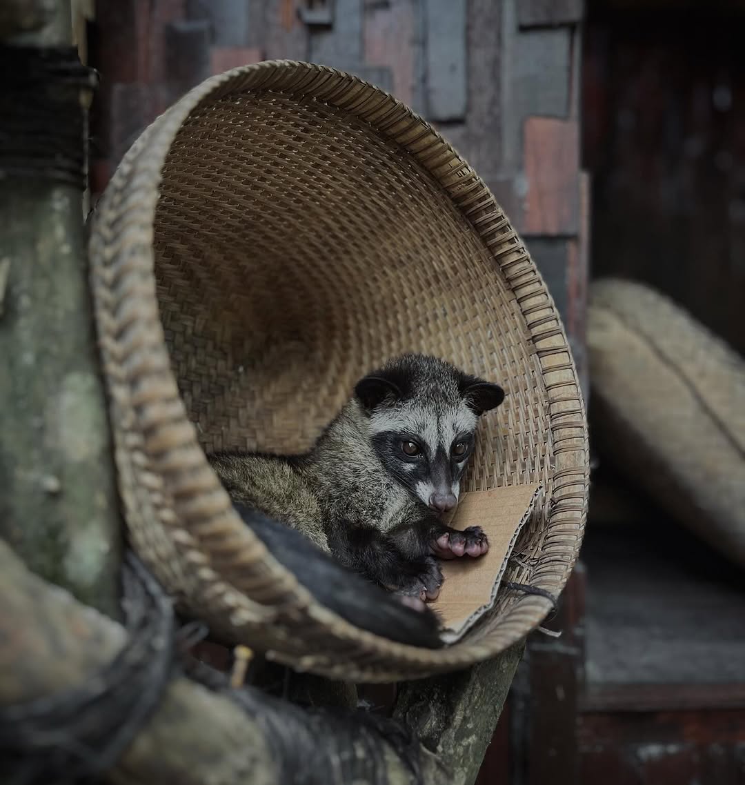 Oka Agriculture Best Kopi Luwak Bali