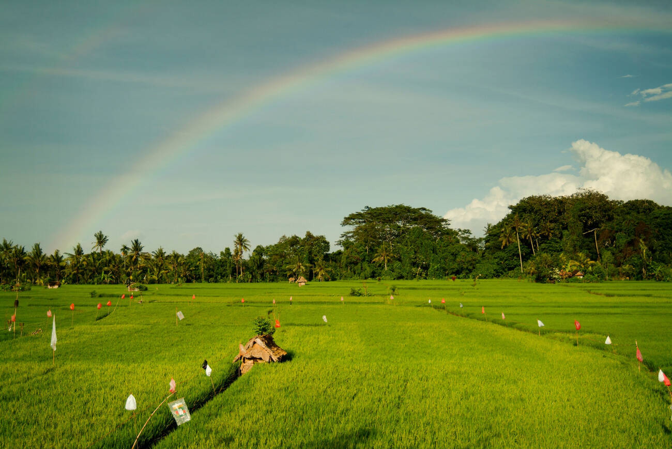 Rainstoppers Bali 4