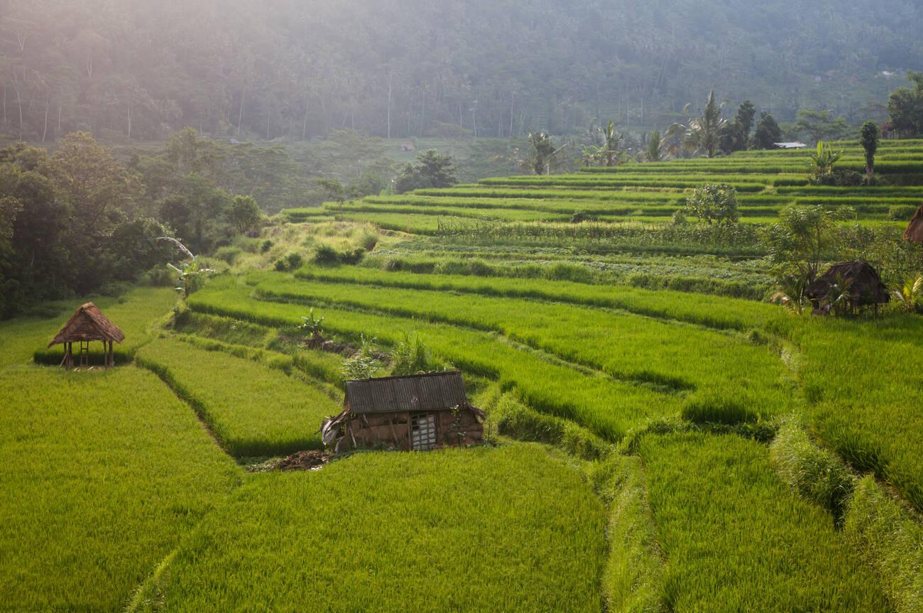 Sidemen Rice Terrace Bali