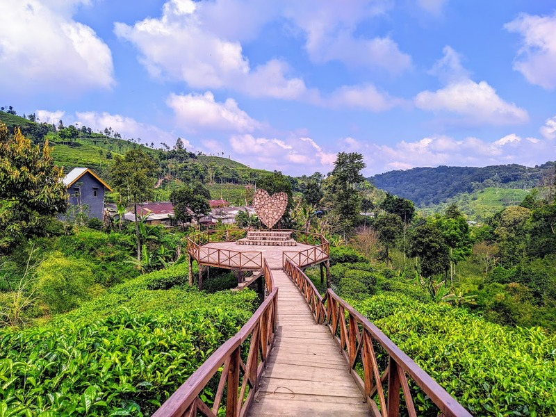 Sirah kencong tea plantation