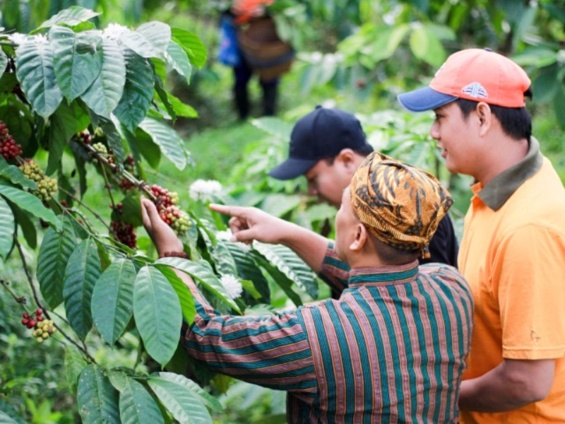 Coffee Farming