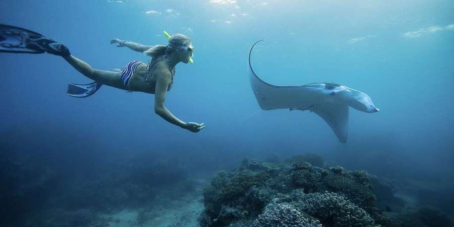 manta rays in bali