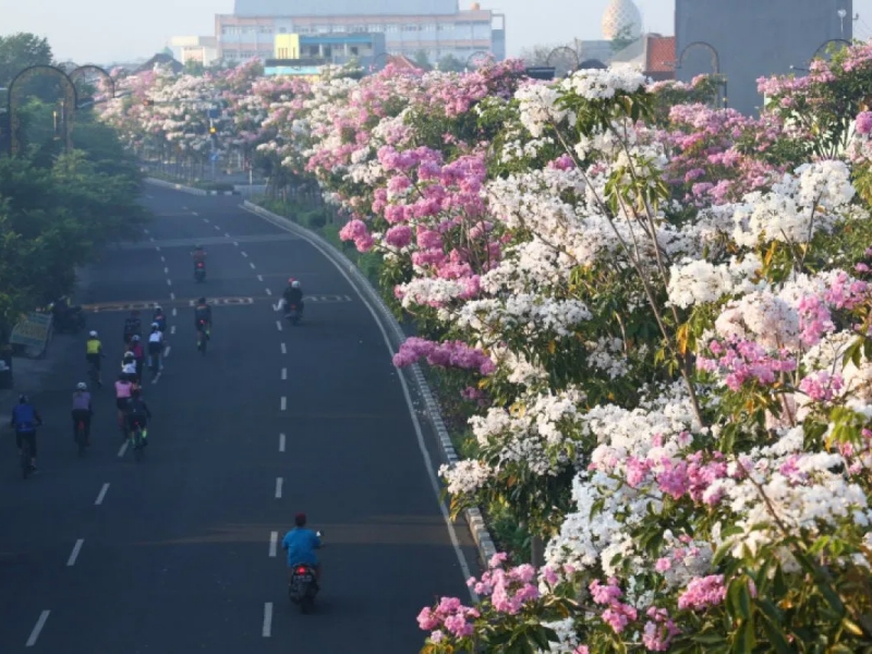 Surabaya’s Streets Awaken with Tabebuya Blossoms