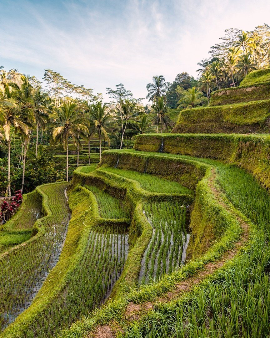 Tegalalang Rice Terrace