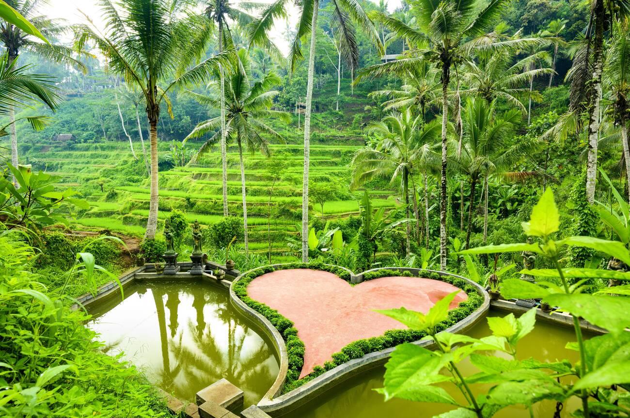 Tegalalang Rice Terrace Bali