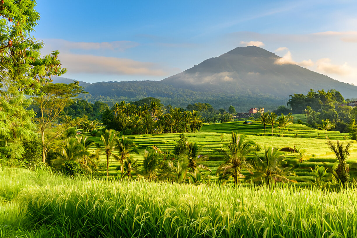 Jatiluwih Rice Terrace 4