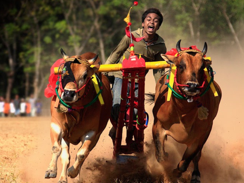 Karapan Sapi