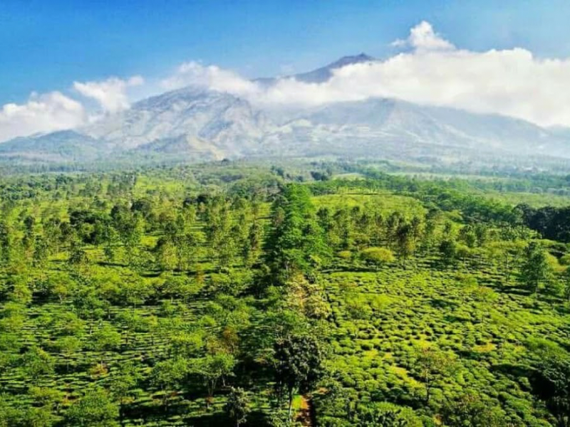 Wonosari tea plantation