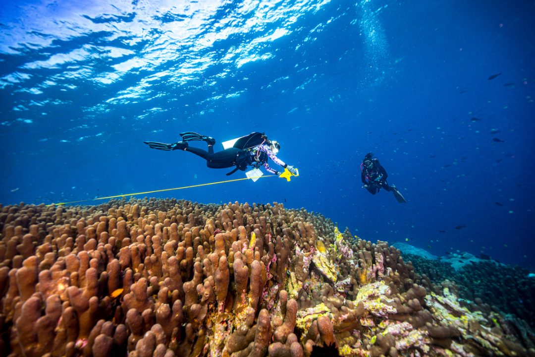 World Largest Coral Colony Discovered in Bali 1