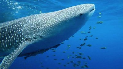 Derawan Island, East Kalimantan shark