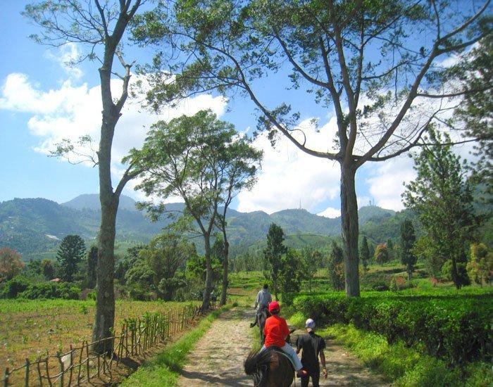 Tea Plantation