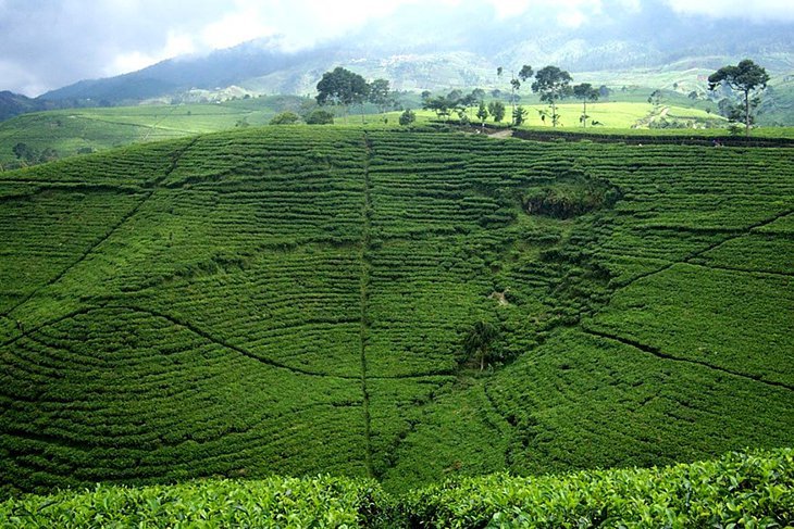 Gunung Mas Tea Plantation