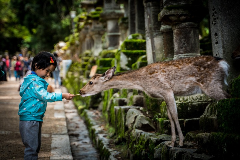 Japan Guide: Best Activities with Kids