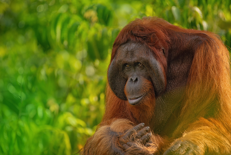 orang utan kalimantan