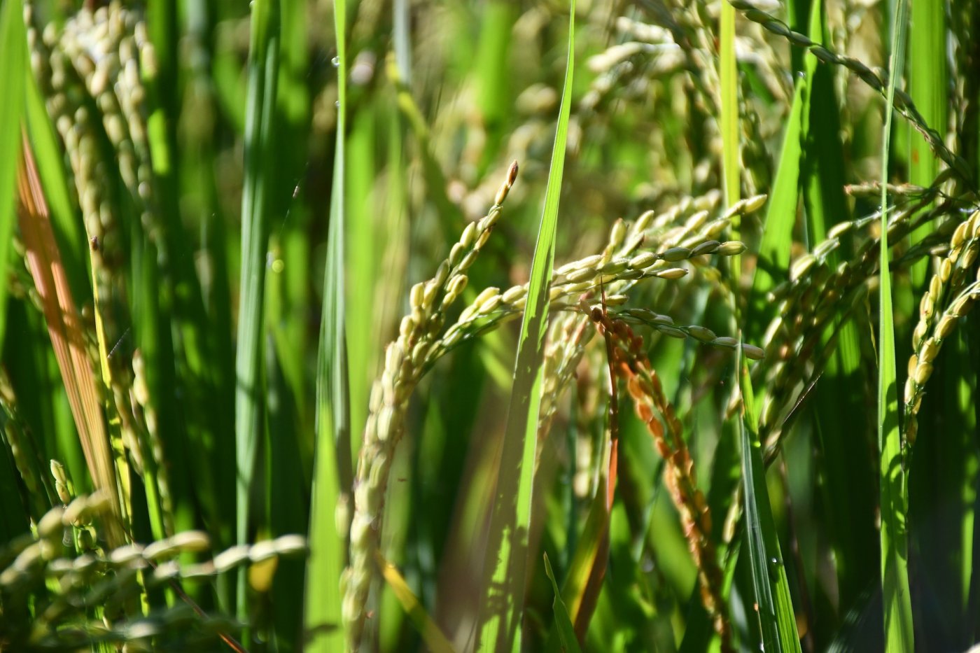 Rice Paddy