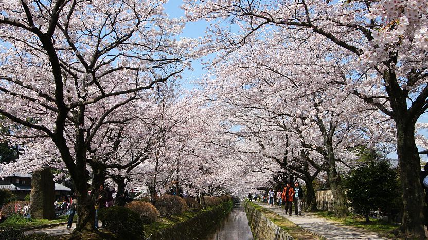 Japan Guide: Insight into Kyoto