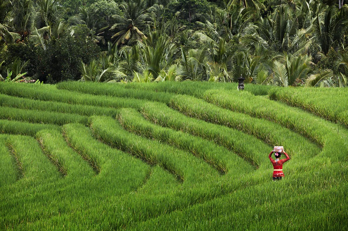 Subak by Indonesian Travel