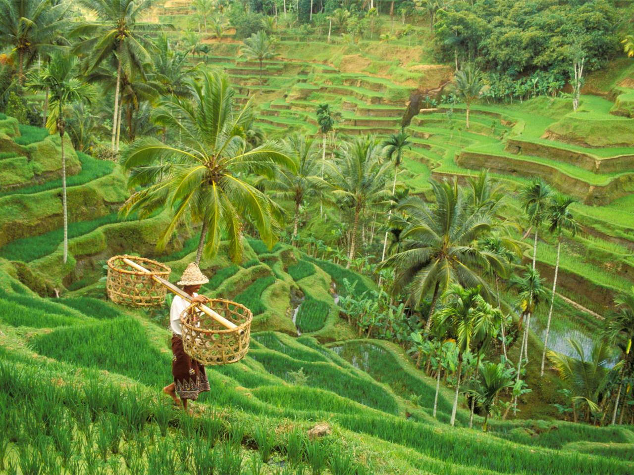 green rice field caused by Subak