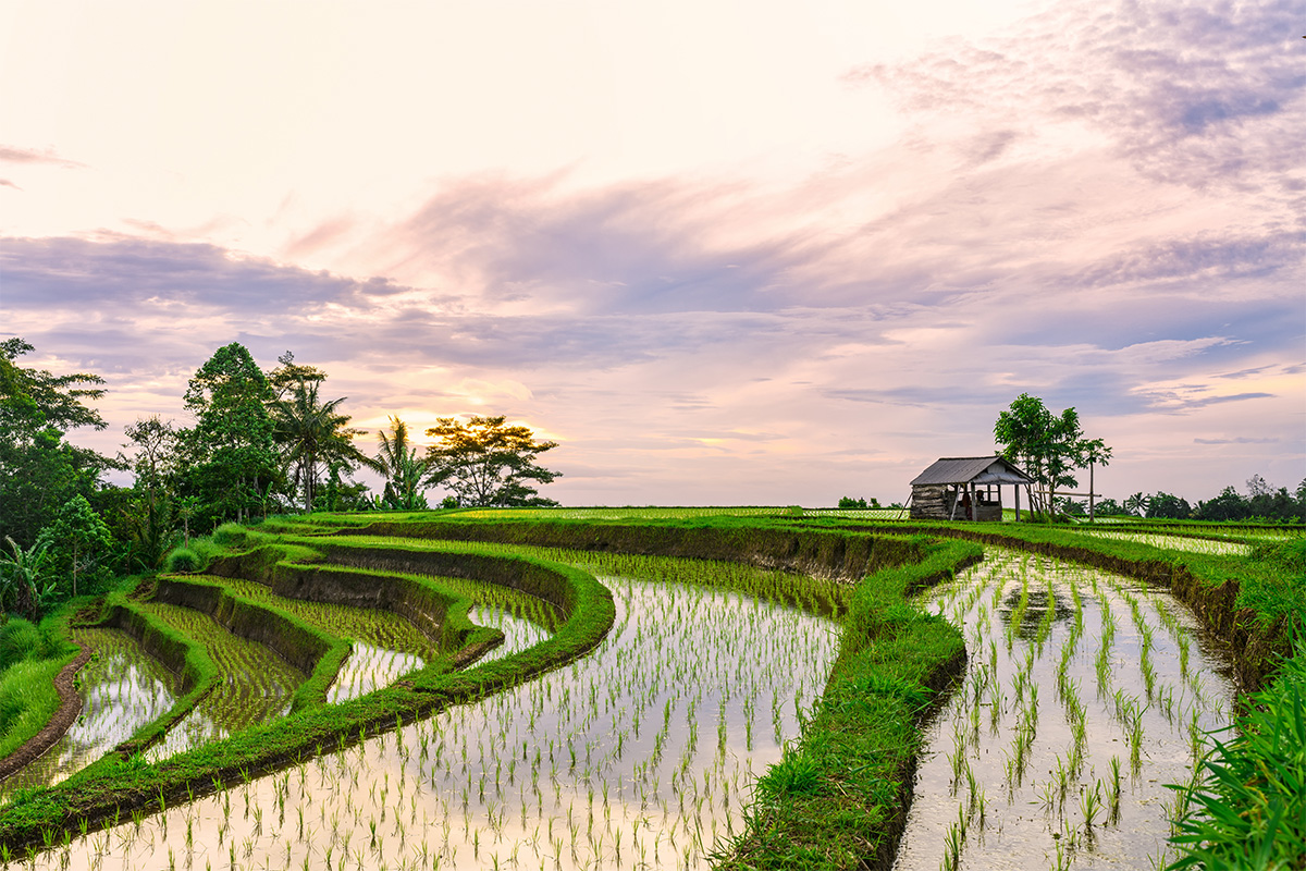 Subak at dawn