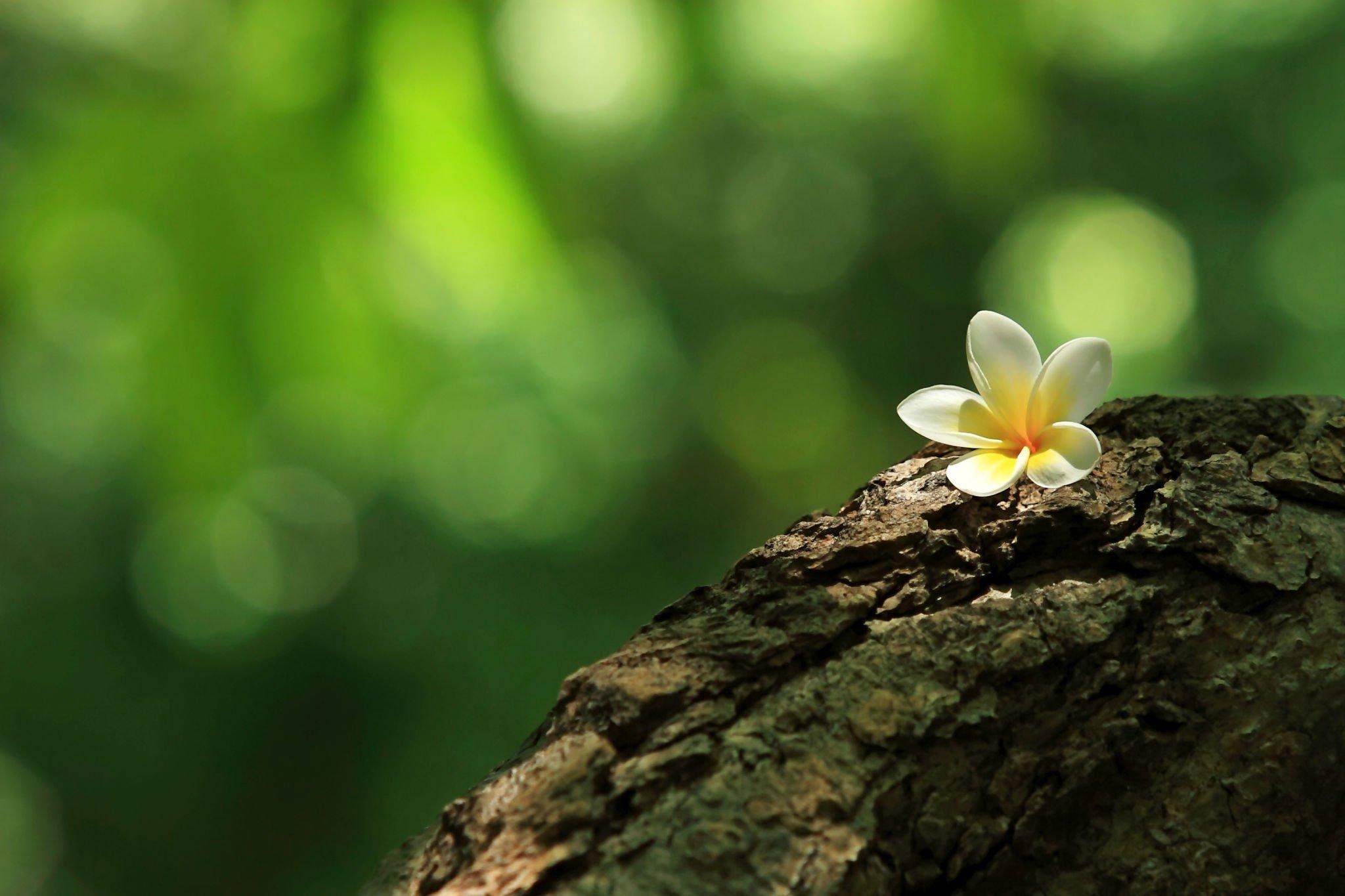 Balinese Flower