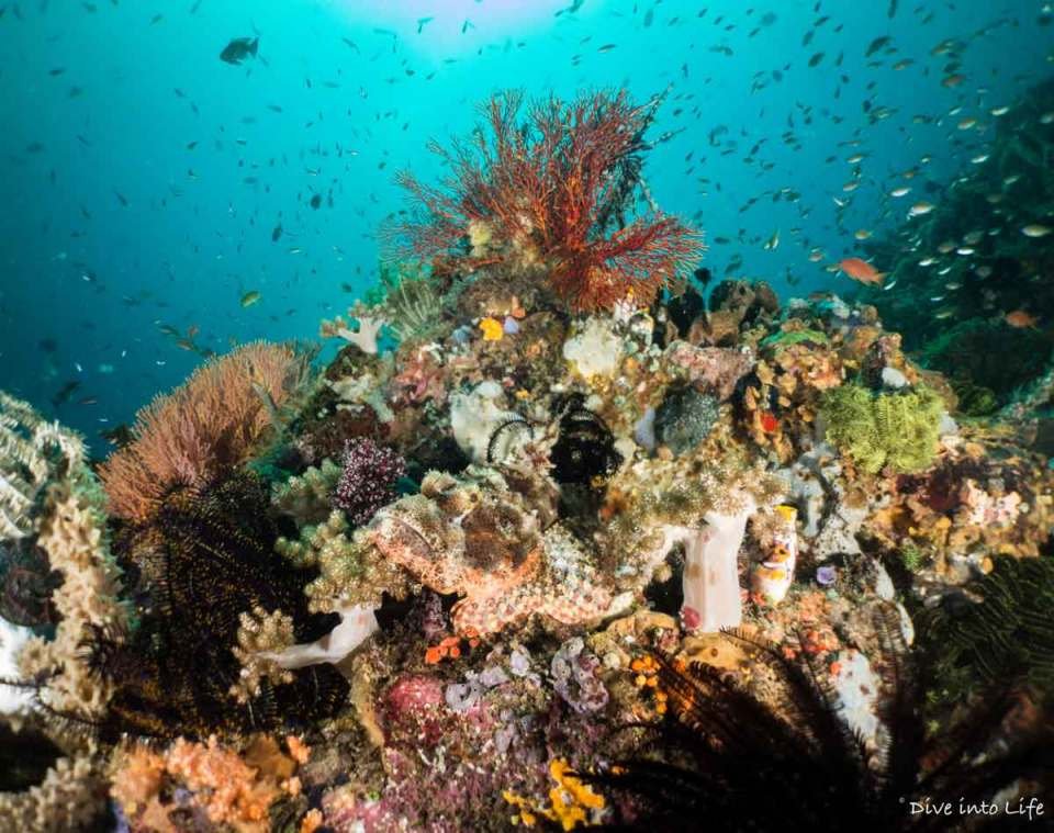 diving bunaken